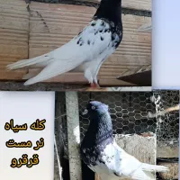 دمسفید کله سینه آلمانی ساتن راعبی ساده