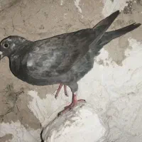 کبوتر|پرنده|آشخانه, |دیوار