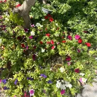 فروش عمده گل باغچه ای/ بیرونی به علت تغییر شغل