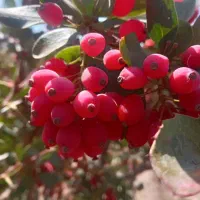 زرشک امسالی (پخش عمده)|خوردنی و آشامیدنی|قائن, |دیوار