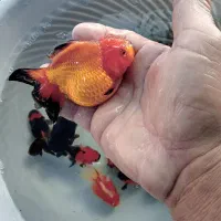 گلدفیش ۳.۵ الی ۴ اینچ|ماهی|ساری, |دیوار