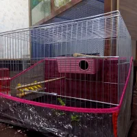 ۲عدد مرغ عشق نر و ماده با قفس|پرنده|چالدران, |دیوار