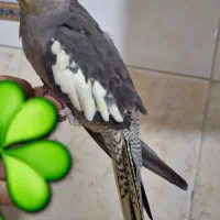 عروس هلندی ماده