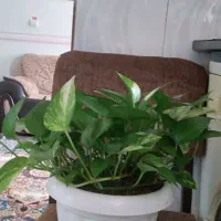 تعدادی گل به فروش میرسد|گل و گیاه طبیعی|محمدیه-قزوین, |دیوار