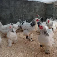 تخم مرغ برهما لایت|حیوانات مزرعه|خوی, |دیوار