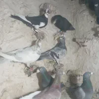 فروشی کبوتر نر و پلنگ