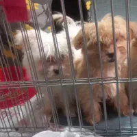 واگذاری سگ|سگ|شیراز, شهرک بهار|دیوار