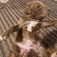 پیتپول|سگ|جوین, |دیوار