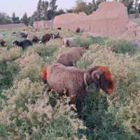 میش جوان داشتی