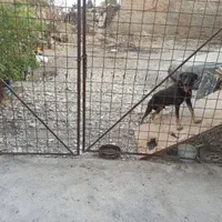 اجاره ۸۰۰ انبار روباز در شهرک بنفشه|اجارهٔ دفتر صنعتی، کشاورزی، تجاری|کرج, شهرک بنفشه|دیوار