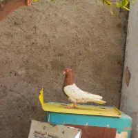 نر کله سرخ بزن بون باز