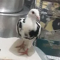 دو عدد کفتر به همراه قفس