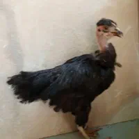 مرغ و خروس