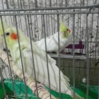 عروس هندی|پرنده|انگوت, |دیوار
