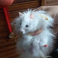 همستر خونگی فقط ۹۰ هزار تومن|موش و خرگوش|گتاب, |دیوار