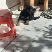 فروش ژرمن|سگ|تهران, درکه|دیوار