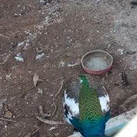 طاووس هندی ابلغ و مصری|پرنده|تاکستان, |دیوار