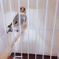 سهره پاسفید