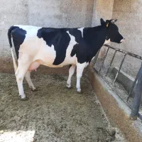 گاو گوساله