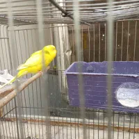 مرغ عشق خوش رنگ ماده