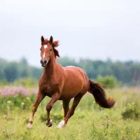 مادیان اصیل دوسر ایرانی درجه یک