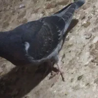 فروش دوعدد جوجه کبوتر|پرنده|برازجان, |دیوار