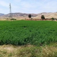 یونجه