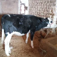 گوساله سیمینتال ماده
