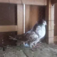 کبوتر|پرنده|گلپایگان, |دیوار