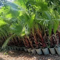 نخل پالم واشنگتن|گل و گیاه طبیعی|آمل, |دیوار