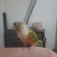 طوطی گیرینچیک رام سخنگو۸کلم حرف میزنه، معاوضه دارم