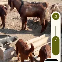 نربز دوزیده شده|حیوانات|دزفول, |دیوار