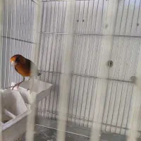 سهره قناری سرخ دهن دار