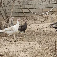 جوجه بوقلمون ماده 5ماهه دم تخم