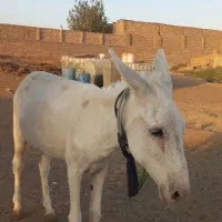 فروش الاغ