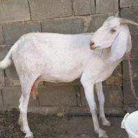 بزدوقلوزا سانن|حیوانات مزرعه|شیراز, جمال آباد|دیوار