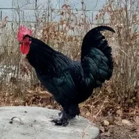 خروس سیاه ومرغ سفید قربانی
