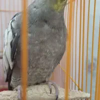 عروس هلندی ماده