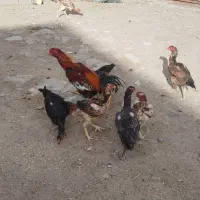 فروش