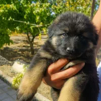 توله سگ ژرمن بلک فیس|سگ|کرمان, |دیوار