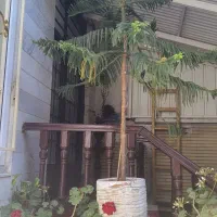 کاج مطبق با گلدان