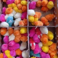 جوجه رنگی..اردک  .. محلی