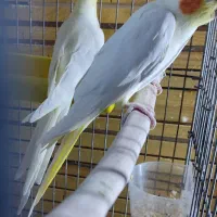 یک جفت عروس هلندی|پرنده|خرمشهر, |دیوار