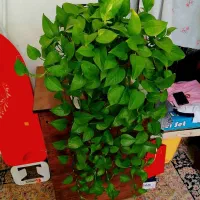 گل پتوس دیفن سانسوریا شمعدونی