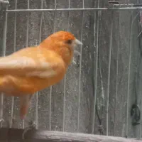 قناری رد فاکتور یا سرخ|پرنده|مشهد, شفا|دیوار