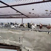 کفتر بهبونی شیراز علی آباد