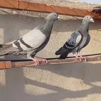 سه جفت کبوتر پلاکی|پرنده|باقرشهر, |دیوار