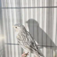 چند جفت قناری رنگ تیره آگات توپاز کبالت|پرنده|حمیدیا, |دیوار