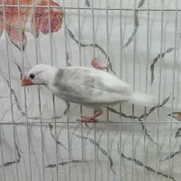 2 تا فنچ نرگسی دونخور شده ( جاوا )|پرنده|مشهد, ابوذر|دیوار