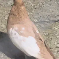 گمشده گمشده کفتر کبوتر